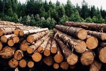 В Україні введуть електронний облік деревини