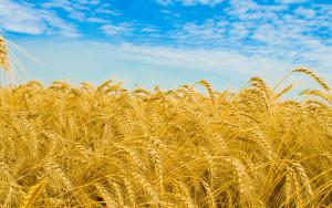 У 2013 р. Україна експортувала зерна на $273 млн.