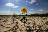 Засуха в центральных областях Украины ударит по урожайности зерновых &ndash; эксперты