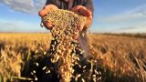 Аграрный экспорт Украины в ЕС вырос на треть