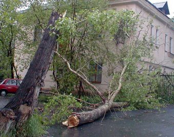 Ураган в Закарпатье: убытки на десятки миллионов