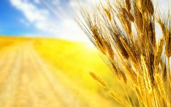 Україна увійшла до трійки найбільших експортерів зерна