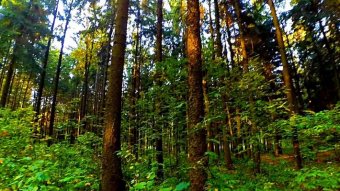 Український ліс незаконно вивозять для трьох найбільших виробників дерев’яних панелей в світі - ЗМІ