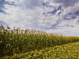 ЄБРР виділяє $40 млн. на підтримку зернових сільських господарств в Україні