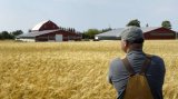 Замминистра АПК Шеремета предлагает вдвое сократить господдержку фермерам