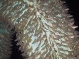 Рой странных насекомых сняли на видео в Кызылординской области, Казахстан