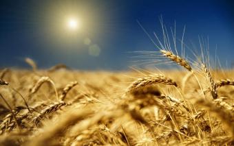 Мінагрополітики відзвітувало про ситуацію на ринку зерна