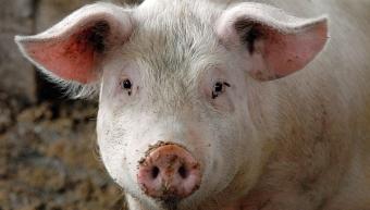 Євросоюз закликав Росію зняти заборону на постачання свинини після рішення СОТ