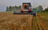 Росія і Венесуела підпишуть протокол про початок поставок пшениці