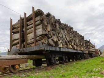 Во Львовской области задержали грузовики с нелегальным деревом