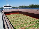Як там кавунчики: у мережі глузують з майбутнього прибуття баржі
