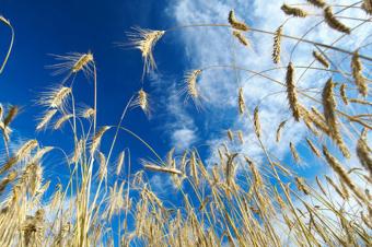 США замінять російську пшеницю імпортом з України та ЄС
