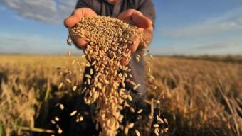 Українські аграрії експортували майже 30 мільйонів тонн зернових