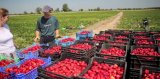 Украинские гастарбайтеры за 9 месяцев вывели из Польши $4 млрд