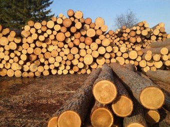 Рада отменила мораторий на экспорт леса-кругляка