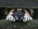Українці закликали заборонити тримати собак у багатоповерхівках