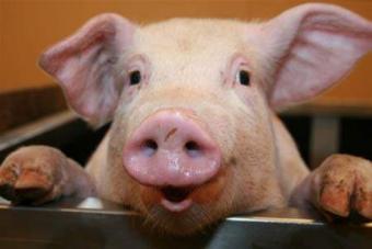 Україна в сто разів збільшила експорт живих свиней