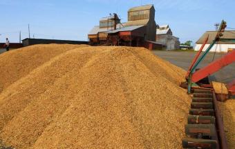 Україна вже намолотила 38,5 мільйона тонн зернових - МінАПК