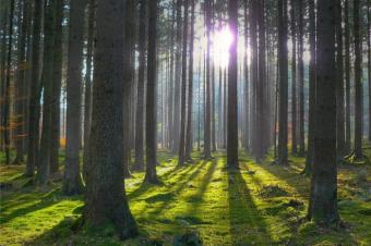Суд повернув у власність держави 95 га лісу, незаконно переданого підприємству Фірташа