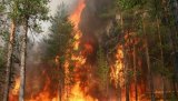 Ліси Херсонщини охоронятиме армія