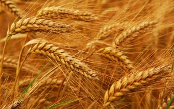 Ціни та обсяг експорту пшениці станом на 9 червня 2015 р.