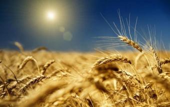 Аграрії експортували 9,4 млн тонн зерна