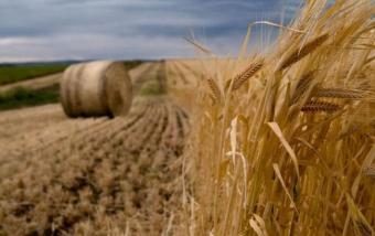 Китай хочет производить сельхозпродукцию в Украине