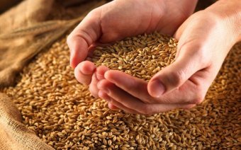 В Україні зібрали 58 млн тонн зернових