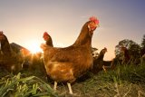 &laquo;Союз птицеводов&raquo; отрицает сговор на рынке мяса птицы