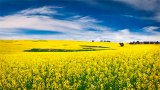 Плата за сільгоспземлі в Україні в 2017 р. збільшилася на 9,3% - моніторинг СБ