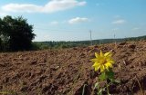 Коаліція за скасування земельного мораторію збільшилася ще на 5 організацій