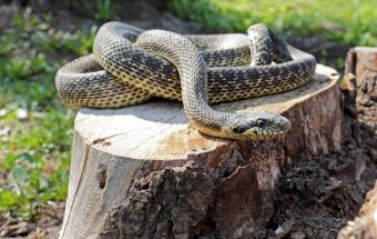У Києві на дитячому майданчику знайшли рідкісну змію