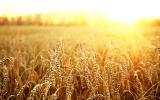 Через заворушення в Україні у світі рекордно подорожчала пшениця