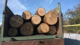 У Порошенка пояснили вето на закон про контрабанду лісу