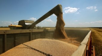 Зернотрейдери та Мінагрополітики погодили об’єм зерна для експорту