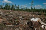 State Budget Loses More Than UAH 85 Mln Due to Illegal Forest Felling