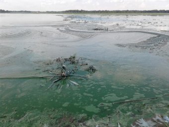 Цветение Днепра может стать причиной всплеска онкологических заболеваний и гепатита, - экологи