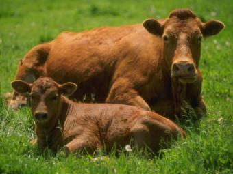 Каліфорнія звинувачує в глобальному потеплінні корів