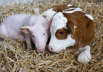 Доходность продукции животноводства вырастет почти вдвое &ndash; эксперты