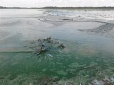 Цвітіння Дніпра може стати причиною сплеску онкологічних захворювань і гепатиту, - екологи