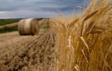 Китай хоче виробляти сільгосппродукцію в Україні