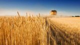 Названо країну ЄС, яка найбільше купує українську агропродукцію