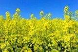 Рапс станет лидером по рентабельности среди масличных культур - эксперт
