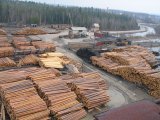 &laquo;Похід на контрабанду&raquo;: Гройсман заявив, що візьметься за ліс-кругляк