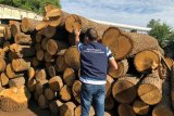У Харківській області проводять обшуки у лісгоспах