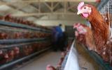 Евросоюз запретил импорт птицы из Украины