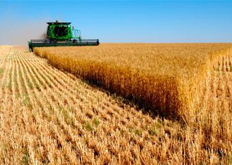 Урожай в Україні перебуває під загрозою - експерти