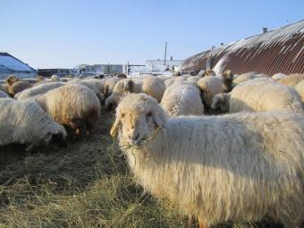 Казахстан має намір експортувати в Китай 160 тисяч тон баранини