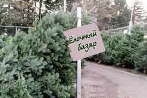 Українцям обіцяють, що вартість новорічних ялинок стартуватиме від 50 грн.