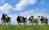 Индустриальная молочная компания рекордно нарастила прибыль